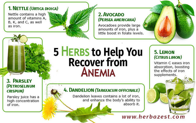 5 Herbs To Help You Recover From Anemia Herbazest 5234