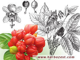 Guarana | Herbazest.com