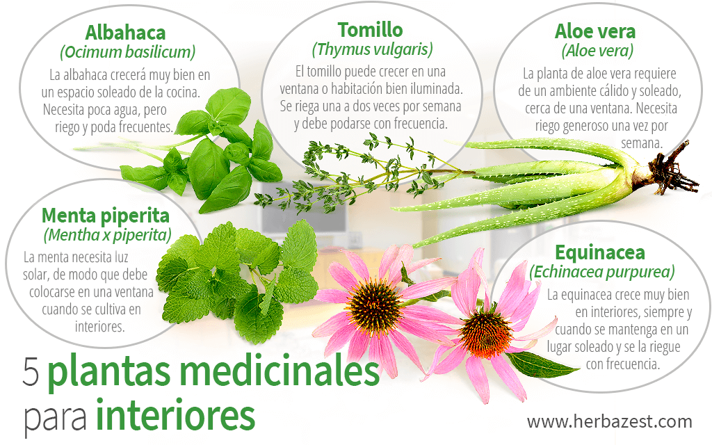 5 plantas medicinales para interiores | HerbaZest