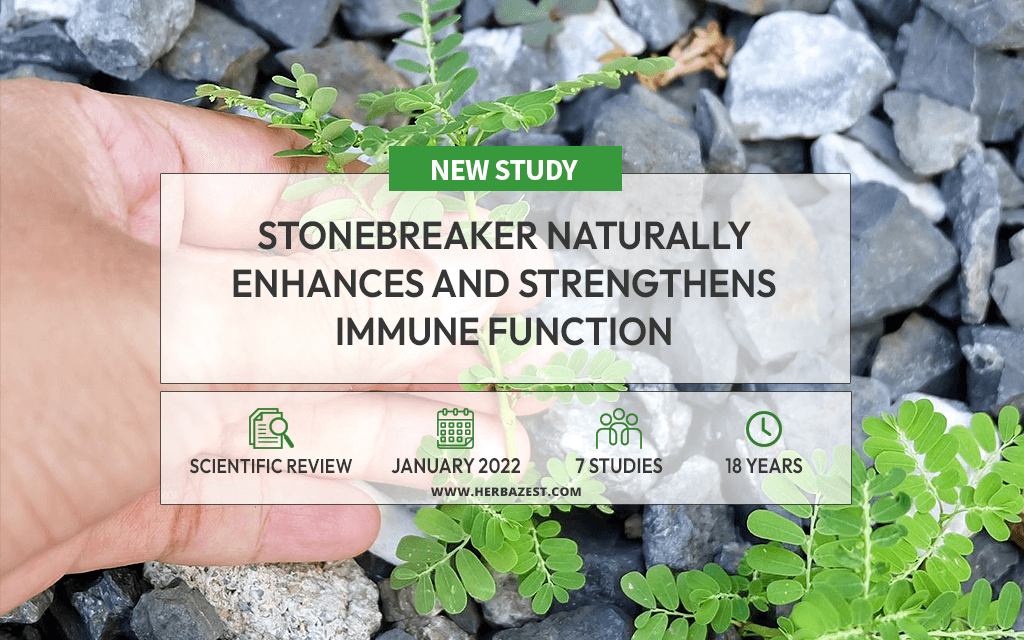 Researchers Evaluate Stonebreaker's Immunity-Boosting Effects