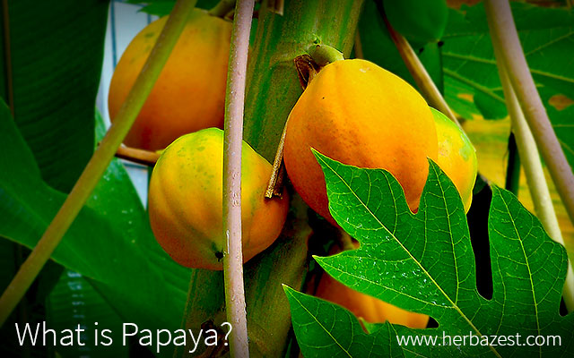 What is Papaya?