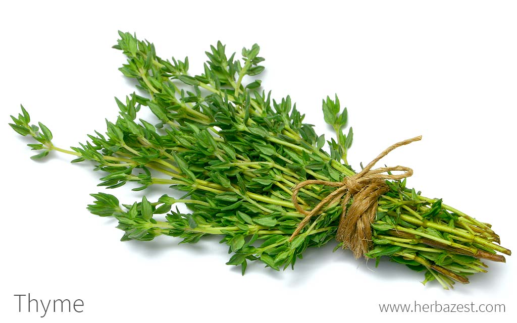 Thyme Essential Oil: 5 Amazing Benefits Of This Medicinal Herb Based  Products