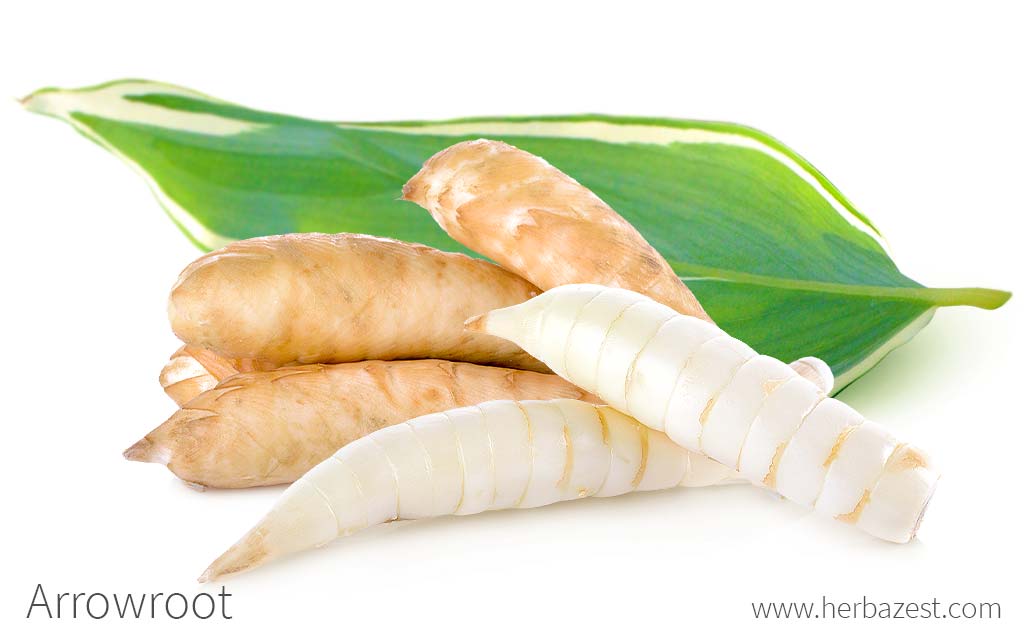 18 Facts About Arrowroot 