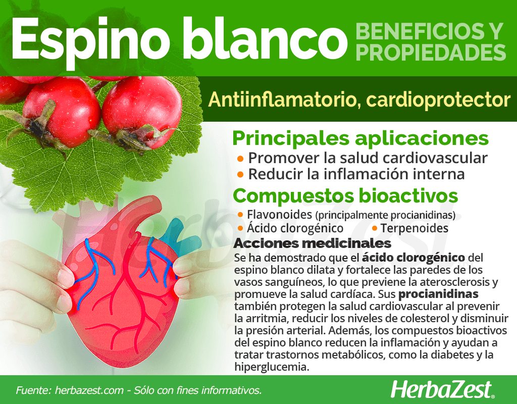 Beneficios y propiedades del espino blanco