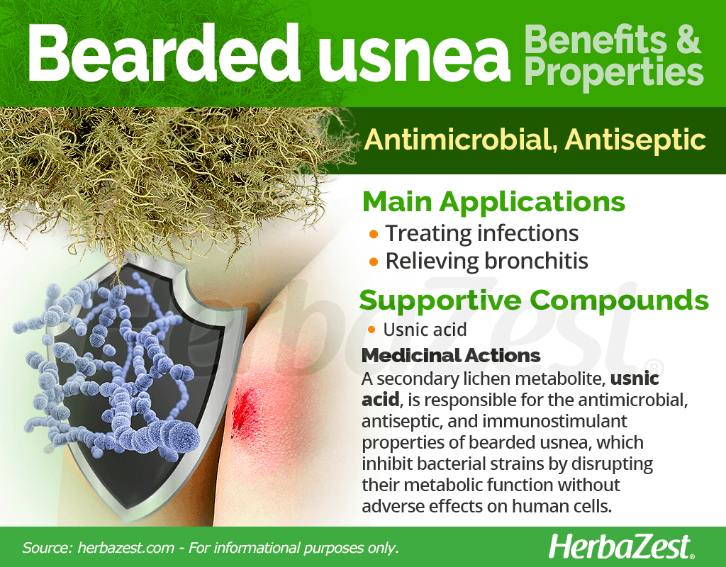 Bearded Usnea Benefits and Properties