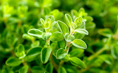 Thyme  HerbaZest