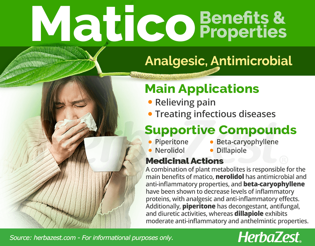 Matico Benefits and Properties