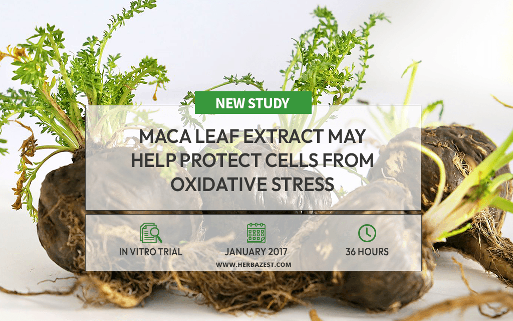 Maca Shows Promise in Protecting Brain Cells from Oxidative Stress