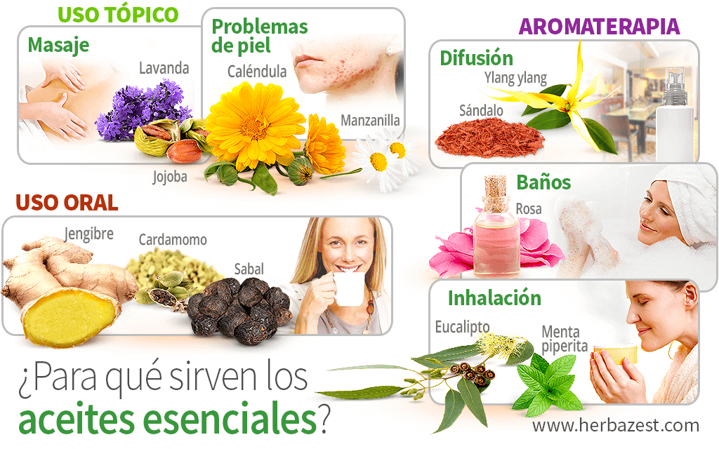 Los aceites esenciales, qué son, propiedades y usos - Blog - Conjunto LAR  de México