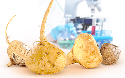 maca fertility herbazest viability yacon