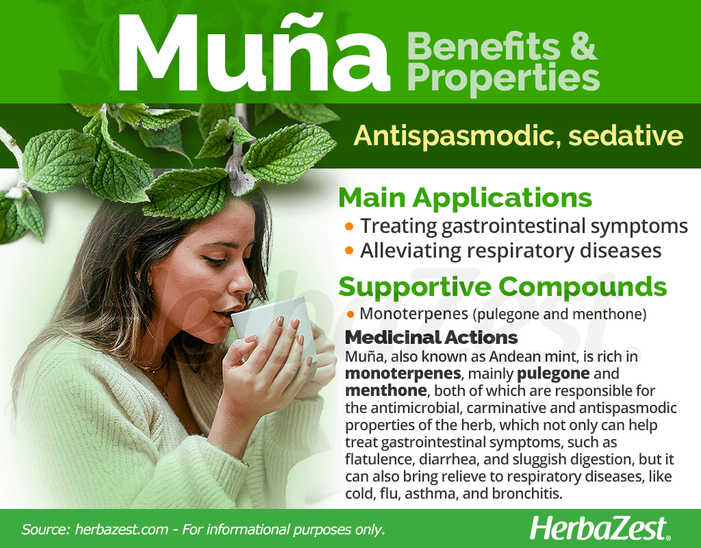 Muña Benefits and Properties