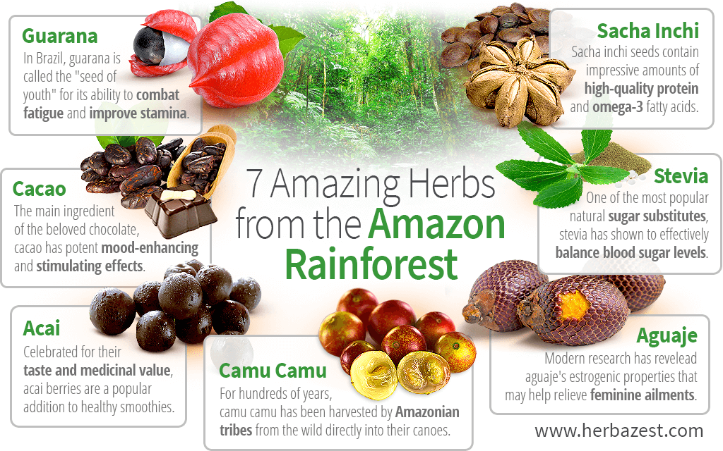 7 Amazing Herbs from the Amazon Rainforest HerbaZest