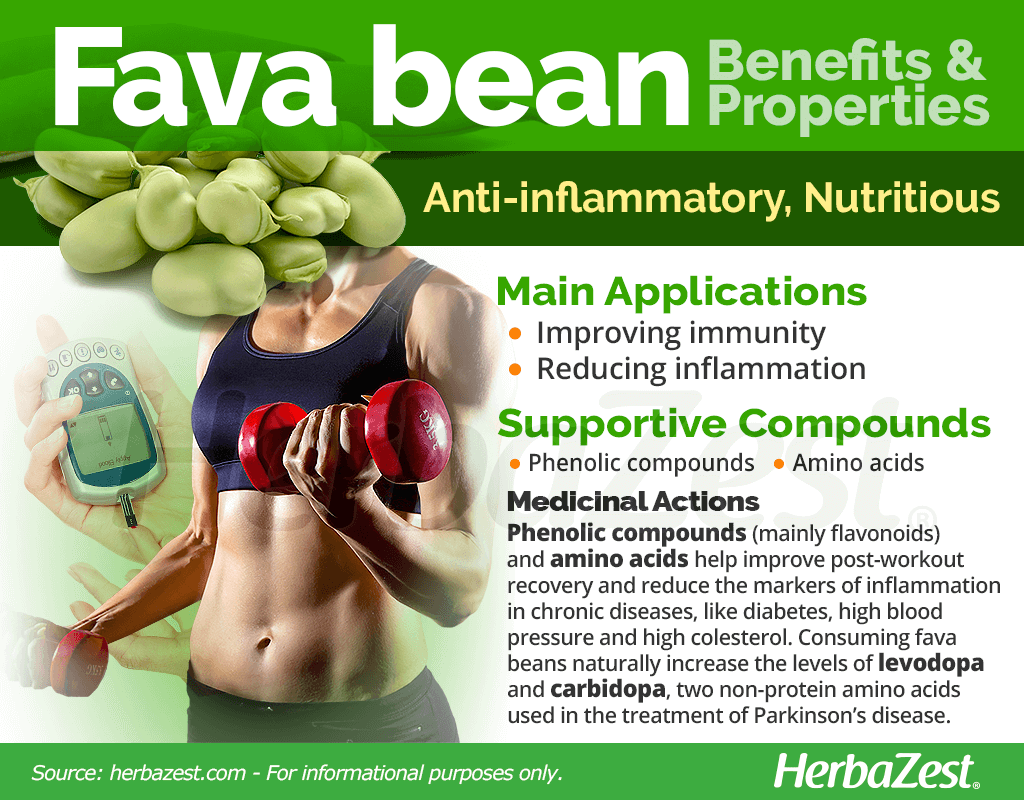 Fava Bean Benefits and Properties