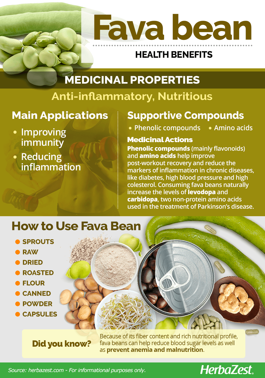 All About Fava Bean