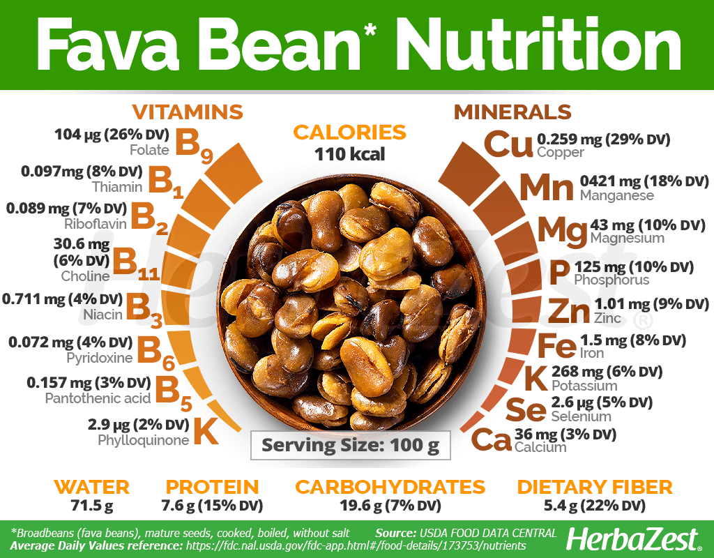 Fava Bean Nutrition Facts