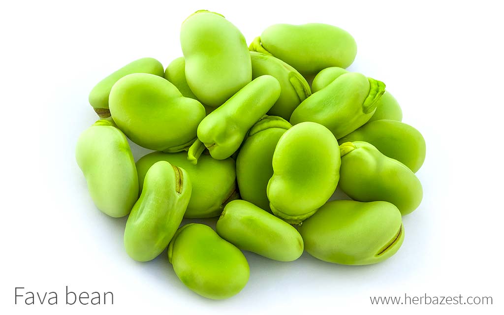 Fava Bean | HerbaZest