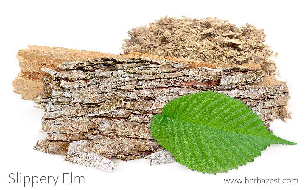 Slippery Elm  Traditional Medicinals