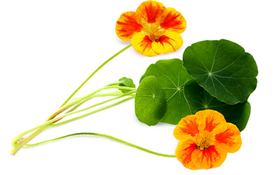 Nasturtium