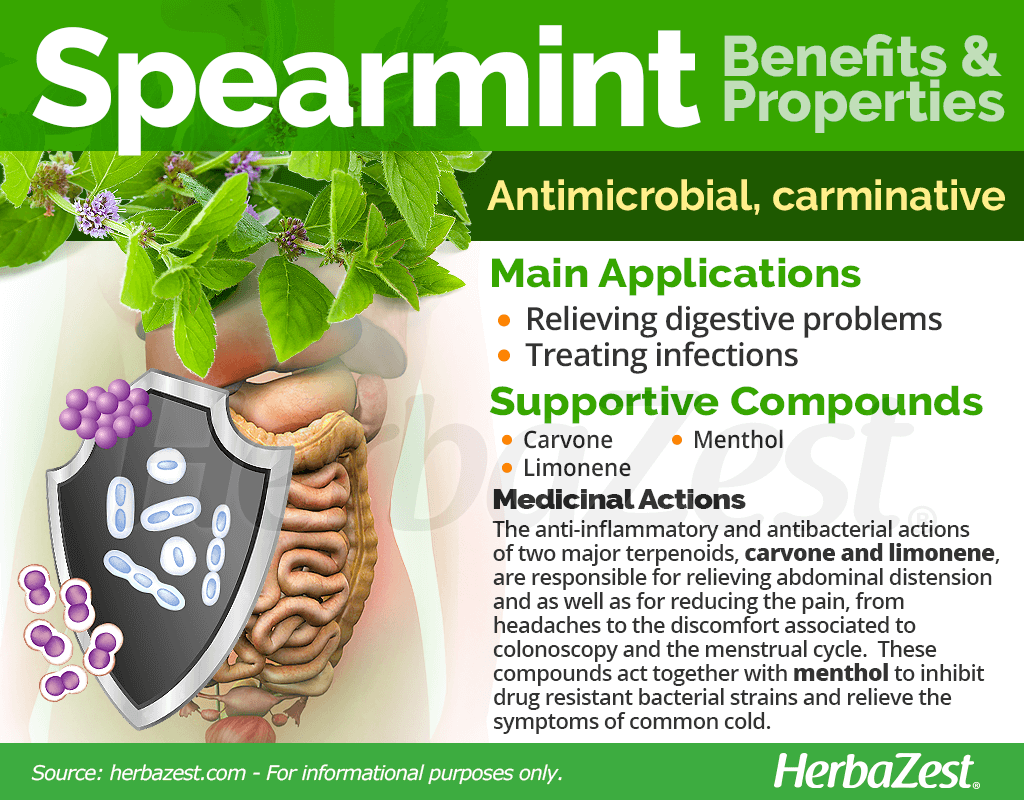 Spearmint Benefits and Properties