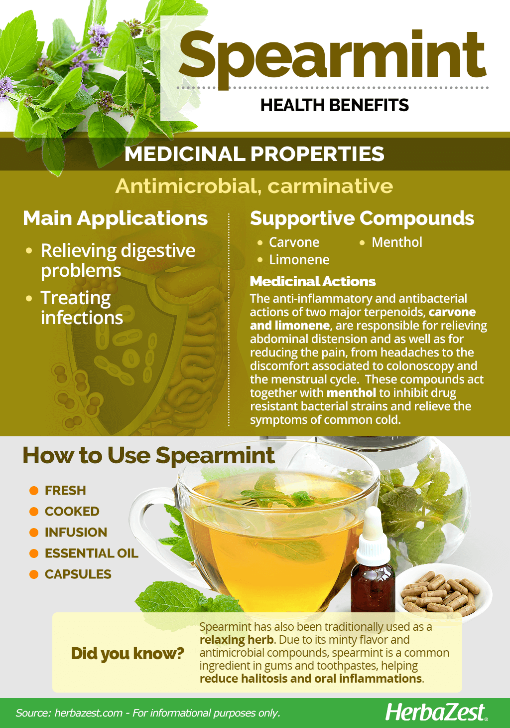 All About Spearmint