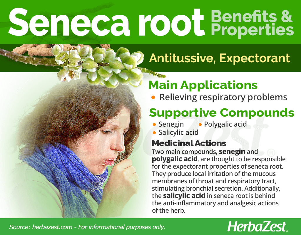 Seneca Root Benefits and Properties