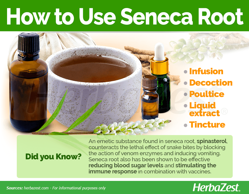 How to Use Seneca Root