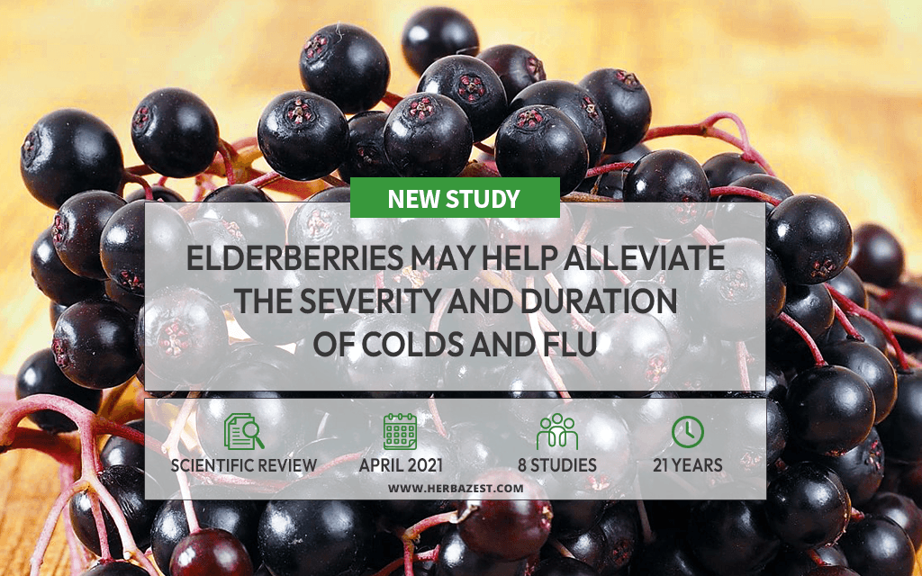 Elderberry Shows Promise for Managing Respiratory Illnesses