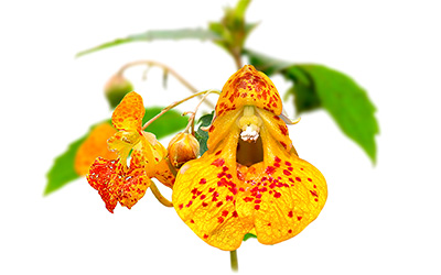 Jewelweed