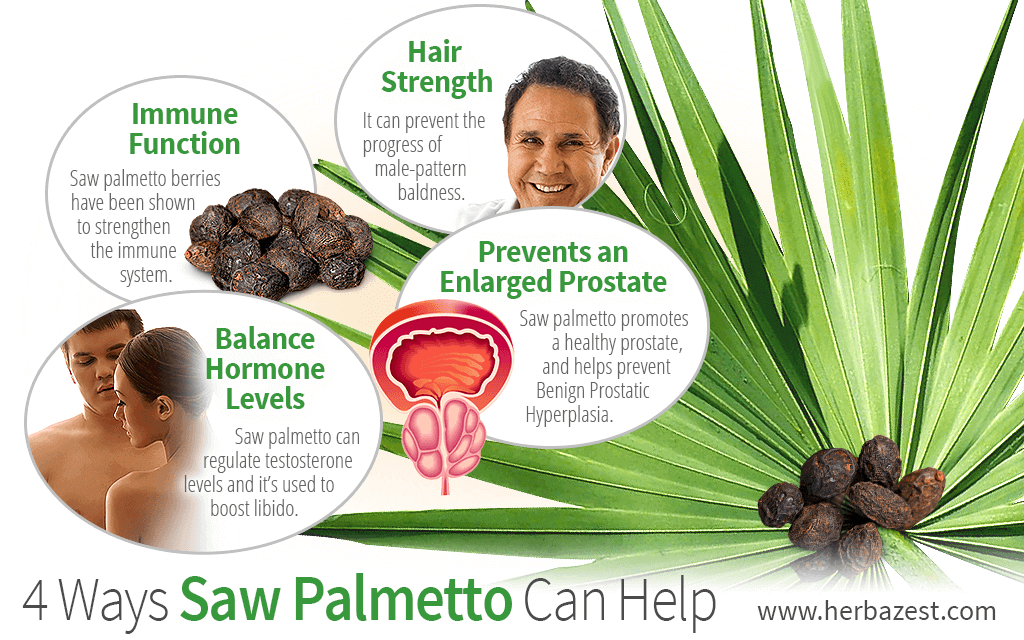 4 Ways Palmetto Can Help HerbaZest
