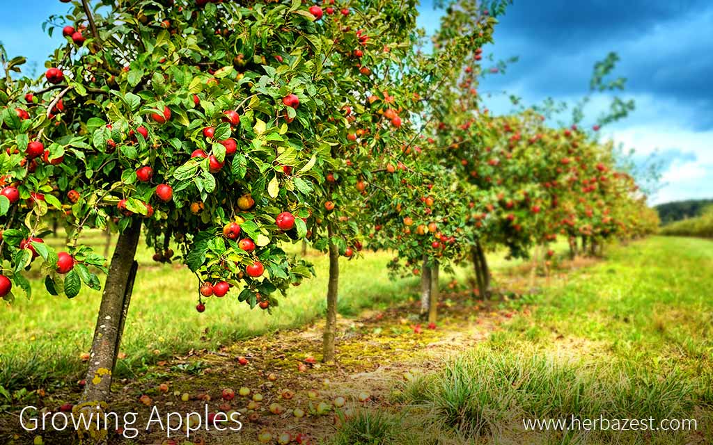 Growing Apples | HerbaZest