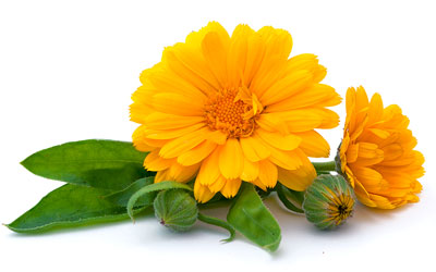 Gotu Kola and Calendula Cream for Skin Healing | HerbaZest