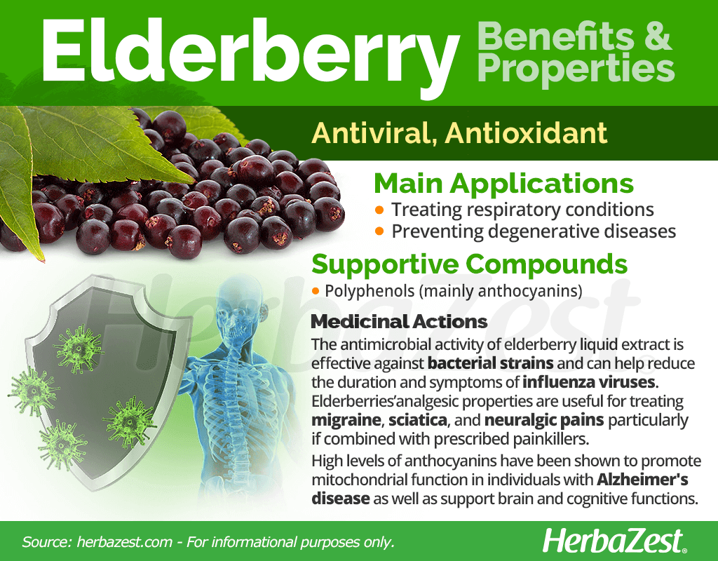 Elderberry Benefits and Properties