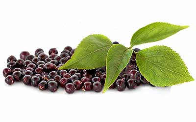 Bilberry Elderberry Tincture for Diabetic Eye Problems | HerbaZest