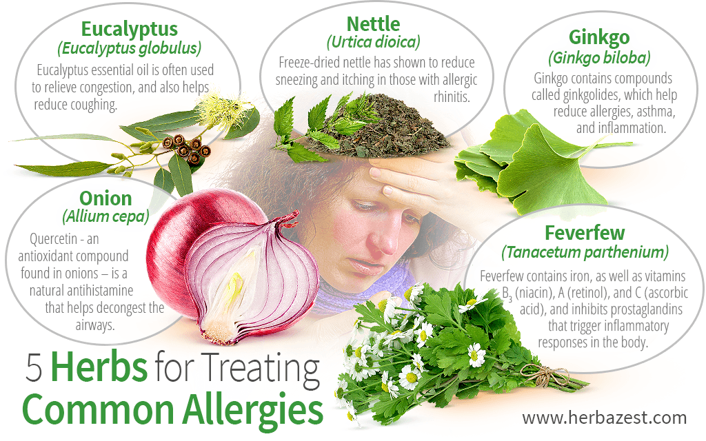 5 Herbs for Treating Common Allergies | HerbaZest