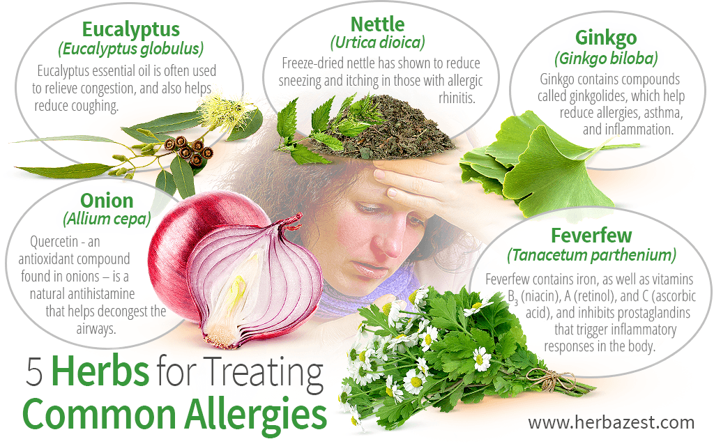 5 Herbs For Treating Common Allergies HerbaZest