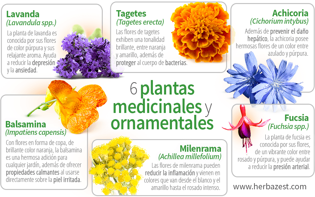 6 Plantas Medicinales Y Ornamentales Herbazest