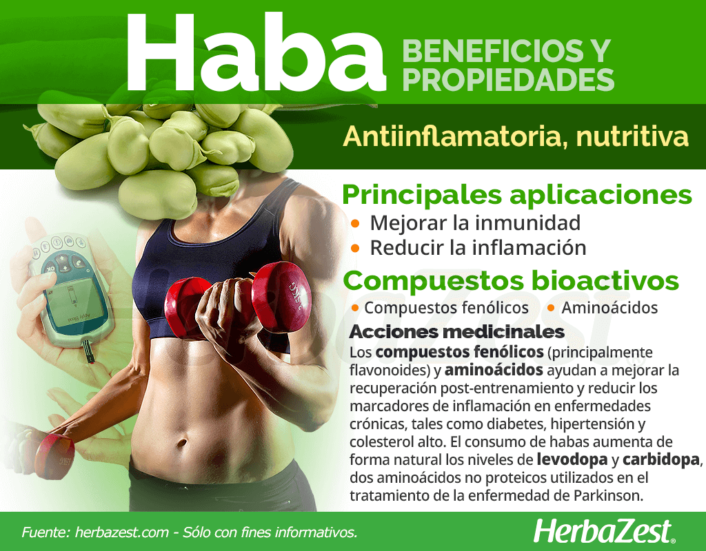 Beneficios y propiedades del haba