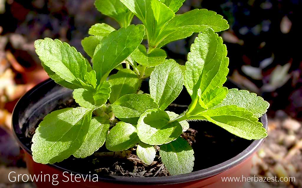 stevia plant care
