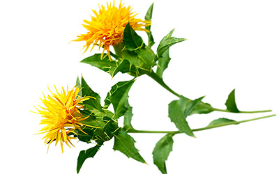 Safflower