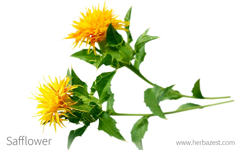 Safflower