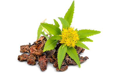 Rhodiola