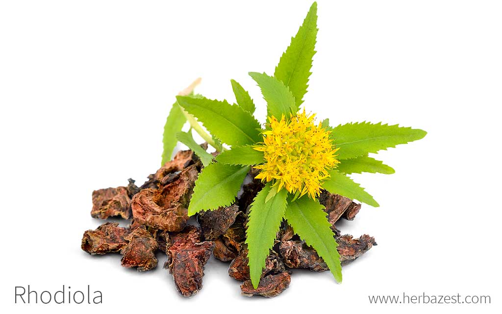 Rhodiola