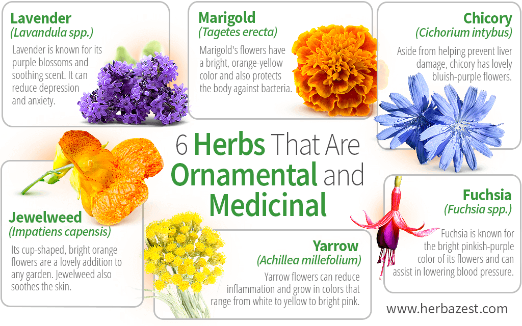 6 Herbs That Are Ornamental and Medicinal | HerbaZest