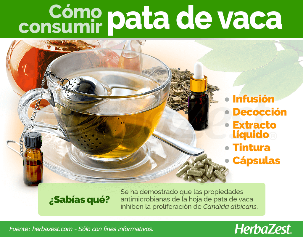 Cómo consumir pata de vaca