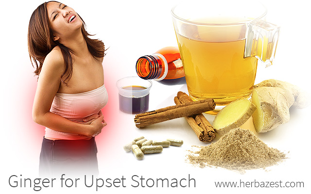 Ginger For Upset Stomach HerbaZest