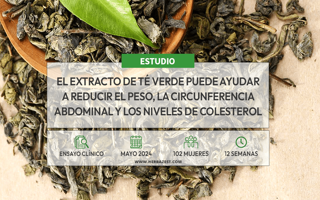 Evalúan los beneficios del té verde para la perdida de peso