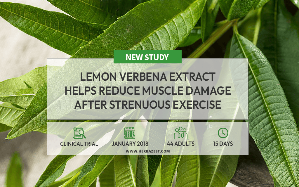 Lemon Verbena Aids Muscle Recovery After Exhaustive Exercise