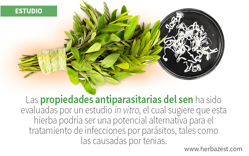 Un estudio evaluó las propiedades antiparasitarias del sen