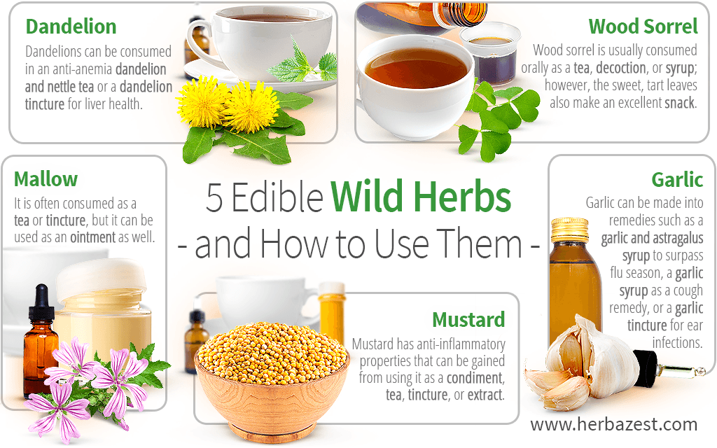 5 Edible Wild Herbs and How to Use Them