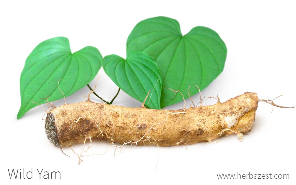 Wild Yam HerbaZest